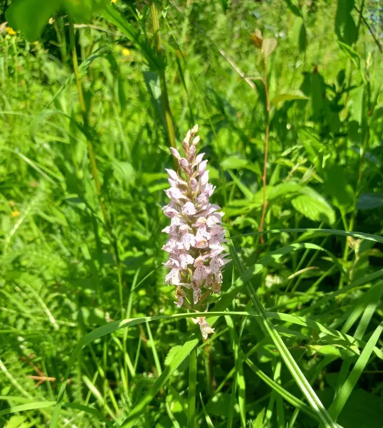 Common Spotted Orchid