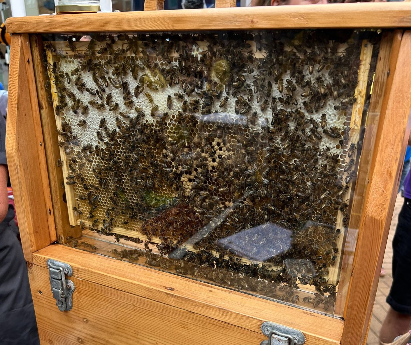 Buzz Launch Event Beehive