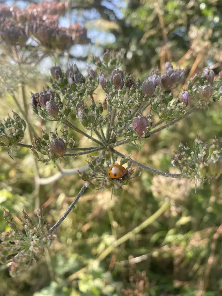 Space To Thrive Ladybird