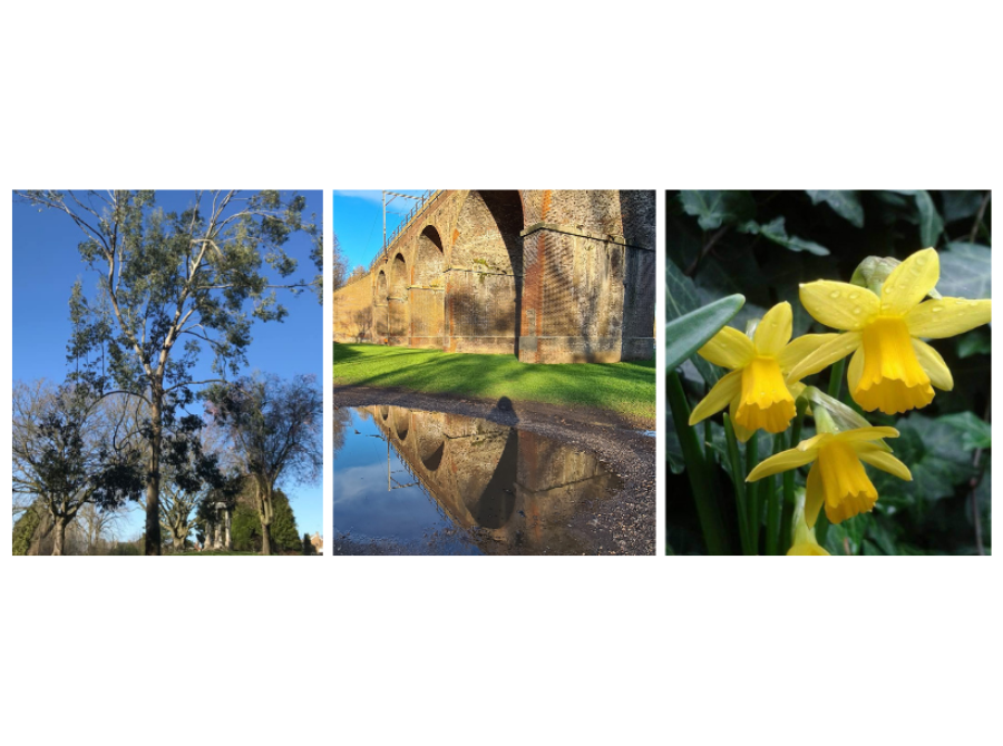 An Entry For Chelmsford City Council’S I Spy Facebook Competition Image Of Trees, The Viaducts, And Daffodils
