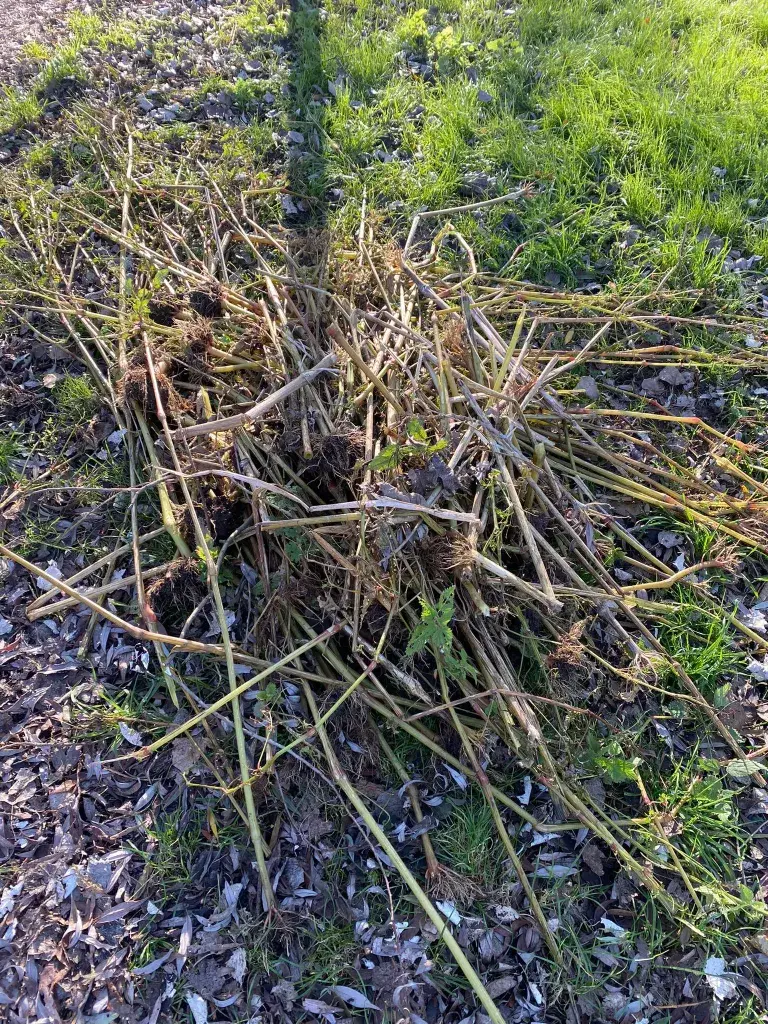 Himalayan Balsam, An Invasive Weed
