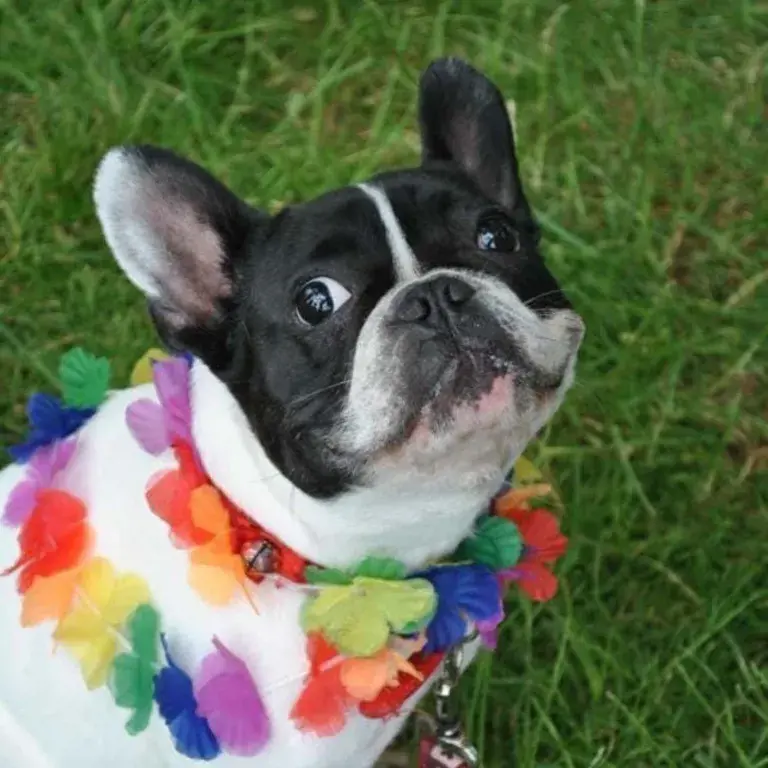 French bulldog wearing rainbow garland