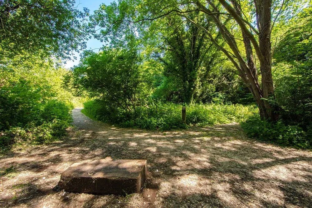 Marconi Ponds (Woodland)