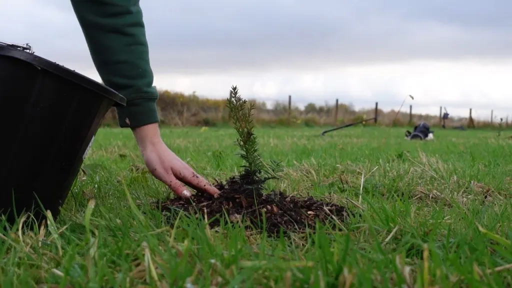 Treeplanting Stock Image -whip in ground