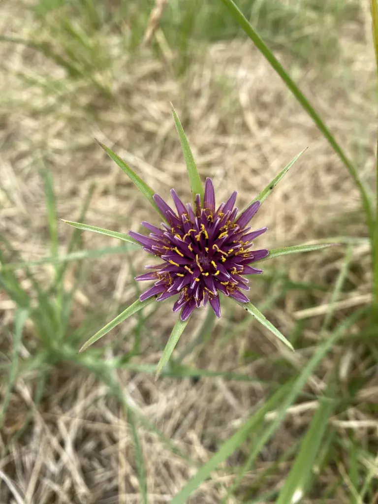 Space To Thrive Wild Flower