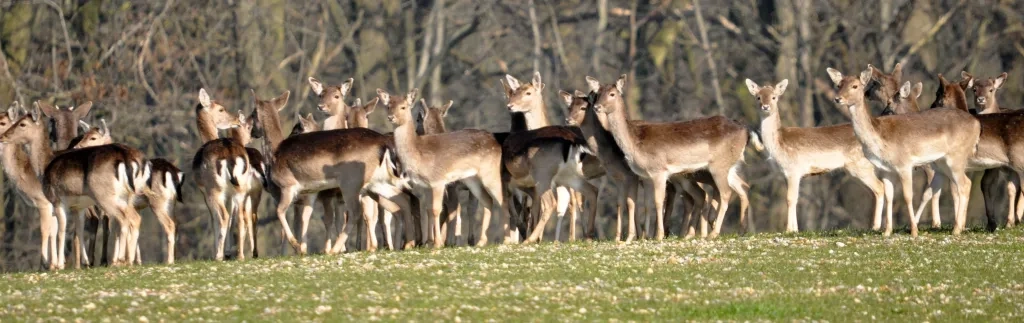 Deer At Edney Common