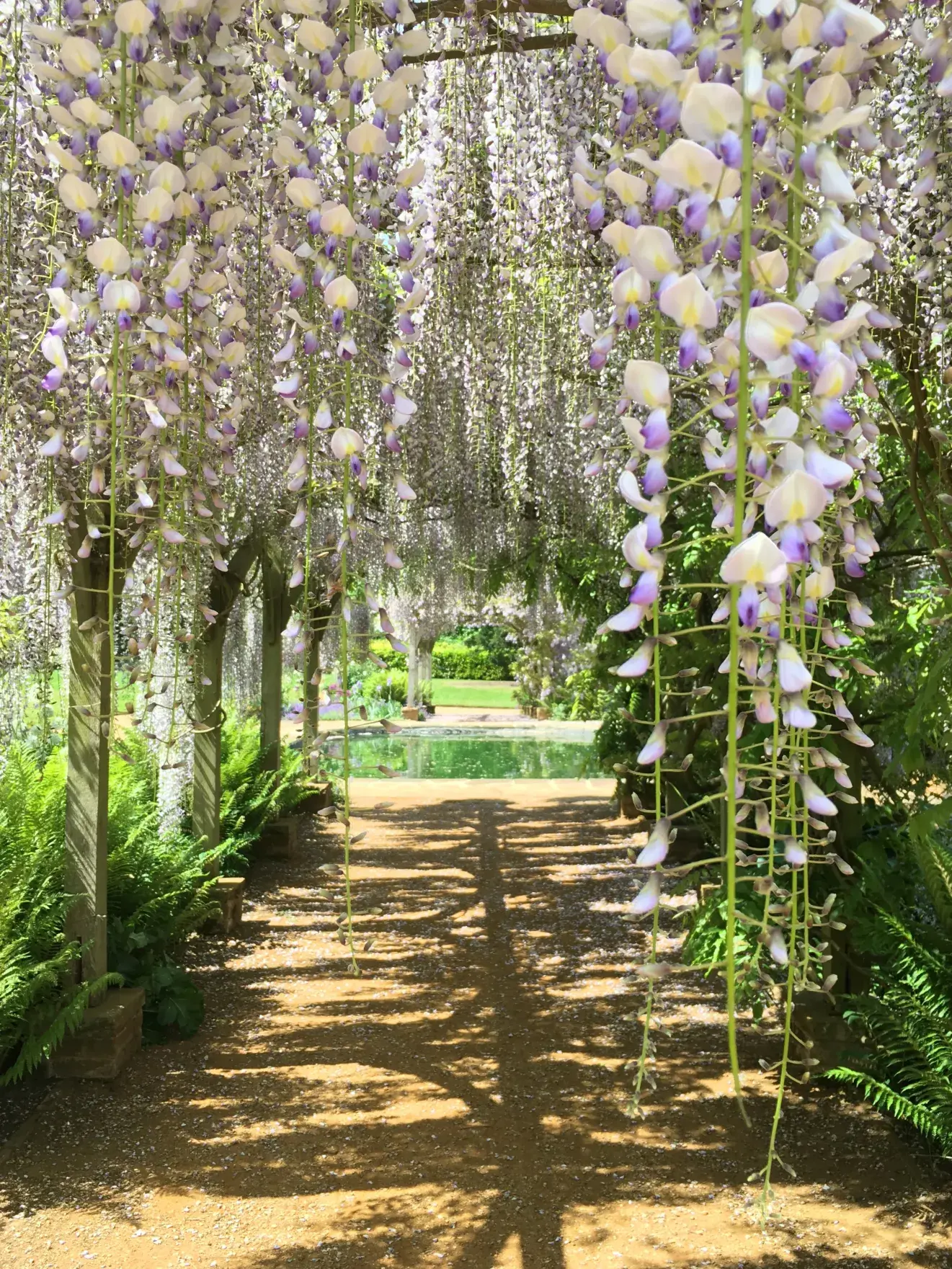 Japanese wisteria path