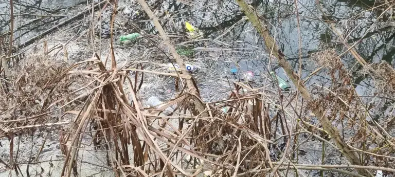 Litter stuck in reeds in the river