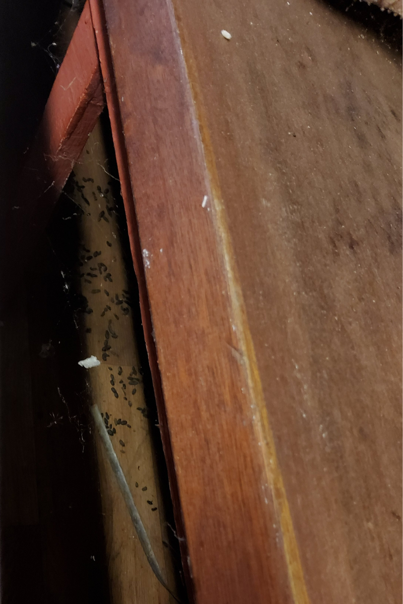 Large Quantities Of Rodent Droppings Were Found