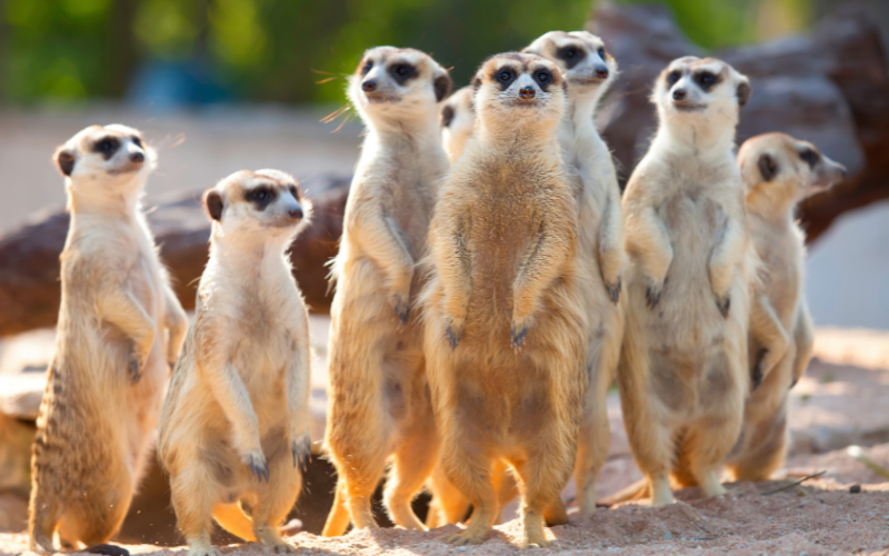 Meerkats (4)