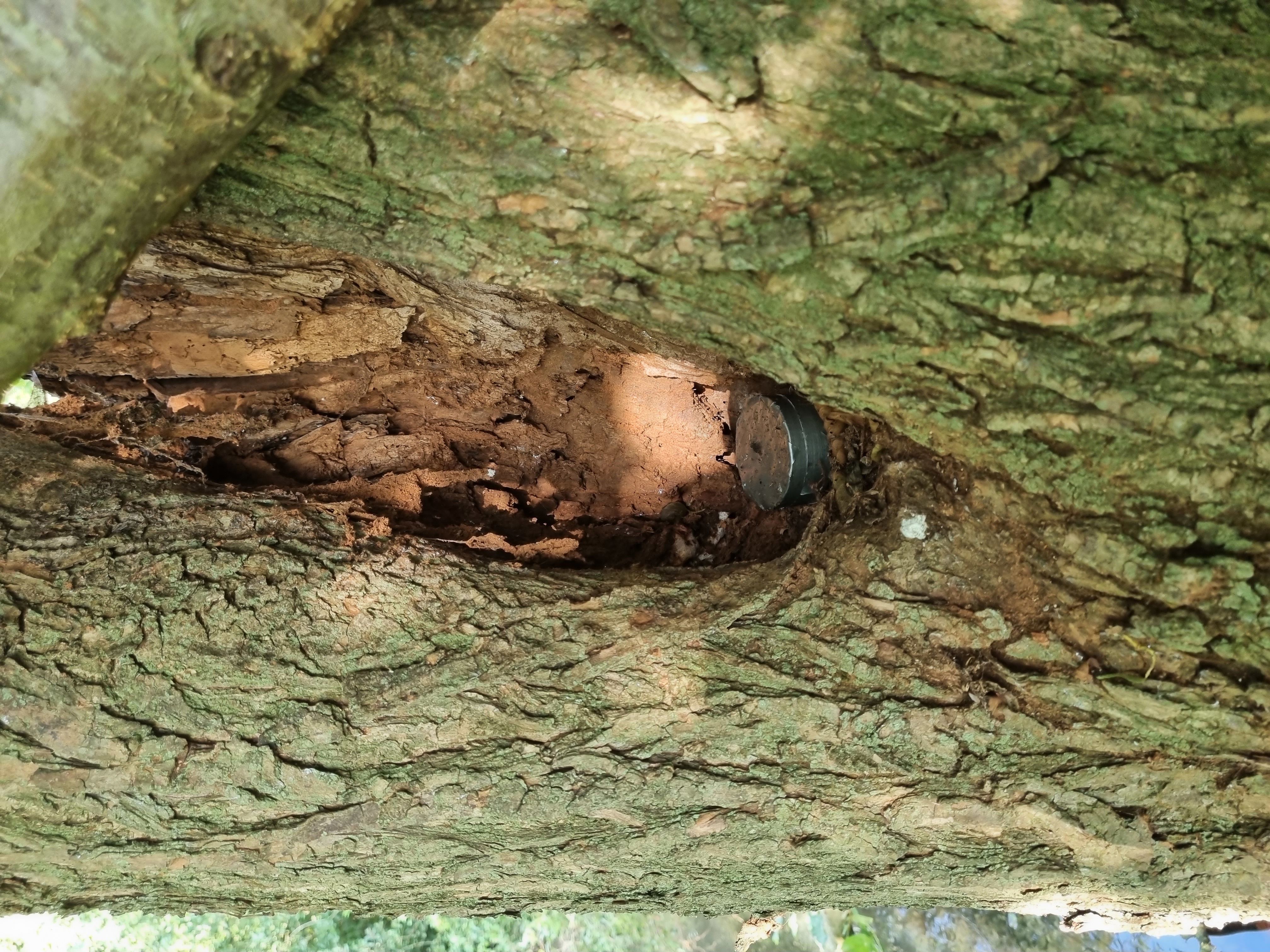 Geocache in tree trunk