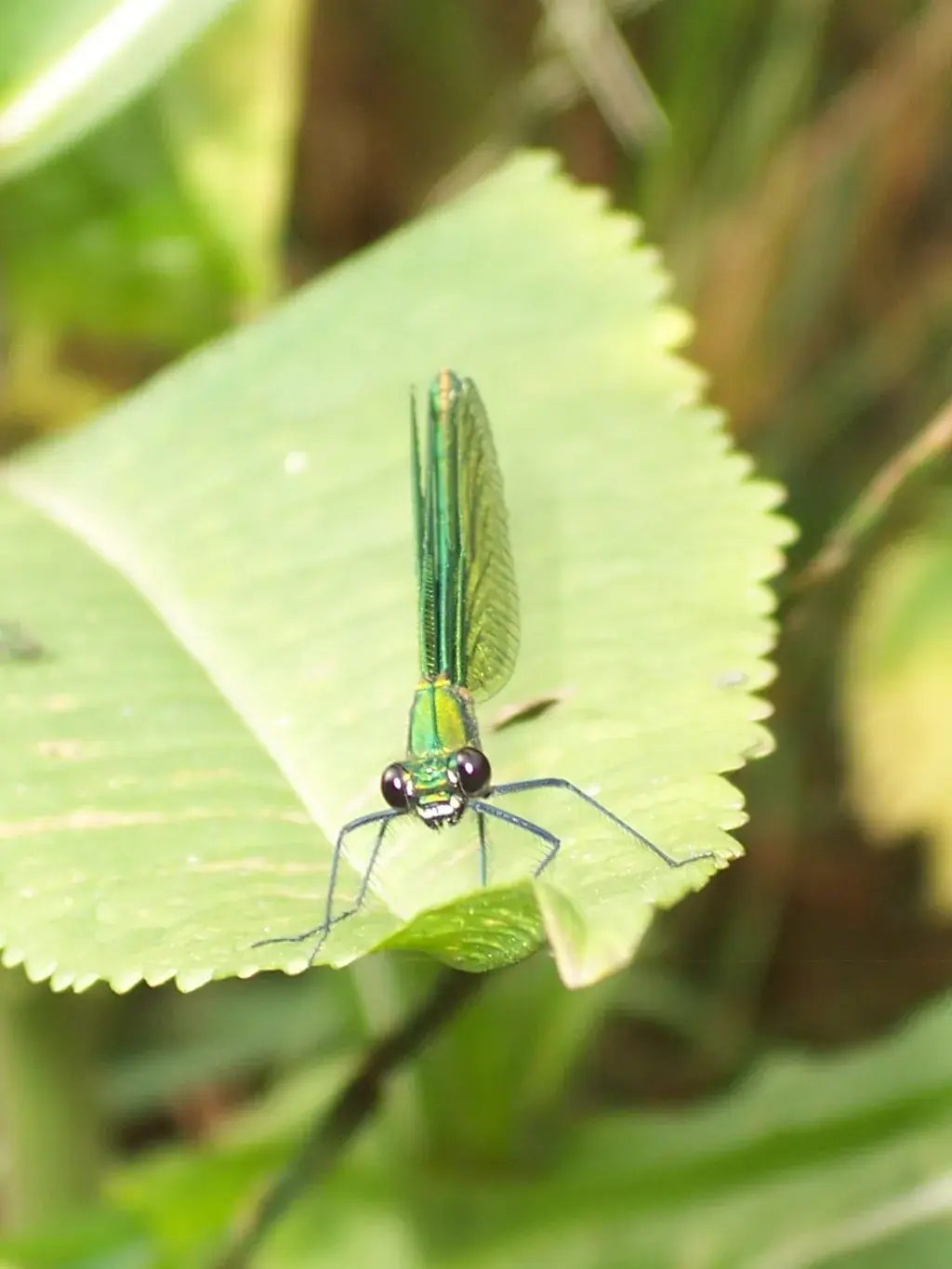 Dragonfly