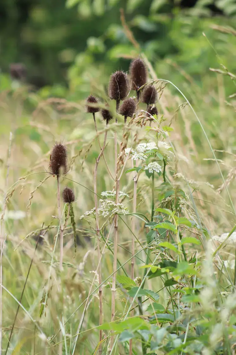 Space To Thrive Teasels