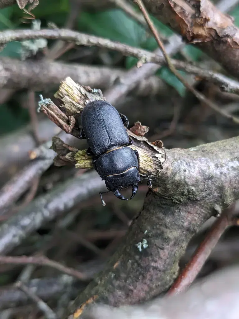 Stag Beetle
